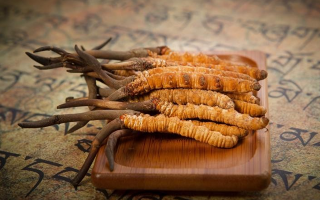 冬蟲(chóng)夏草新鮮價(jià)格探秘：每克多少錢(qián)？