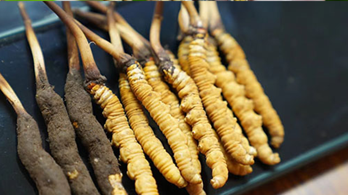 冬蟲夏草鮮草吃多久？科學(xué)食用周期與效果解析