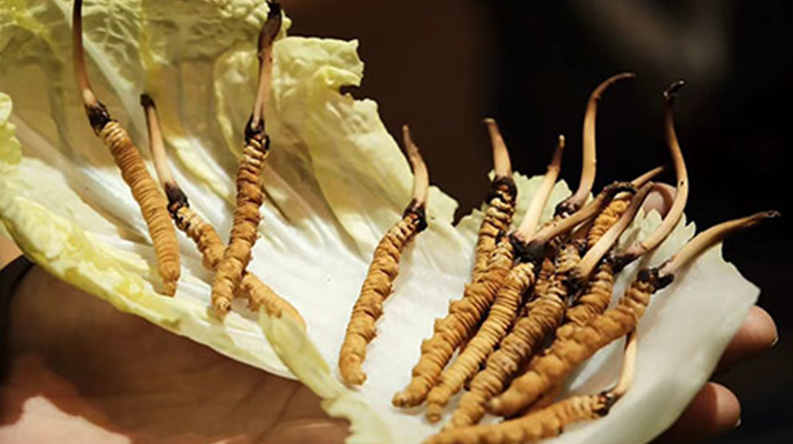 冬蟲夏草：干草與鮮草的終極對比，哪種更適合你？