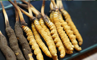 冬蟲夏草鮮草吃多久？科學(xué)食用周期與效果解析