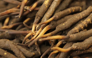 如何挑選新鮮冬蟲夏草？掌握這幾個(gè)關(guān)鍵技巧