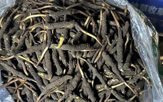 冬蟲夏草可以吃鮮的嗎？一文為你揭秘