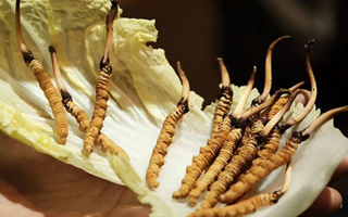 冬蟲夏草：鮮草與干草誰更勝一籌？