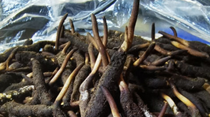 冬蟲(chóng)夏草鮮草能不能泡酒？科學(xué)解析與實(shí)用指南