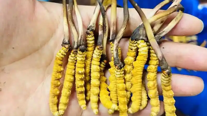 鮮冬蟲夏草出水怎么辦？實用處理指南