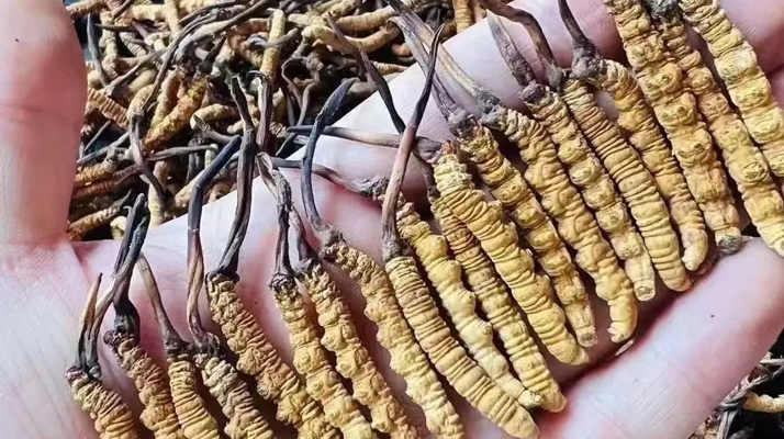 探秘冬蟲夏草的故鄉(xiāng)：核心產(chǎn)地全解析