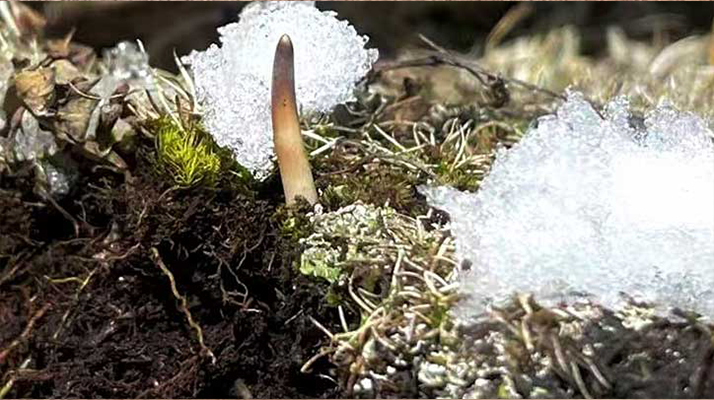 探秘雪域珍寶：最大的新鮮<a href=http://m.ismaradj.com/ target=_blank class=infotextkey><a href=http://m.ismaradj.com/s/nqcc/ target=_blank class=infotextkey>那曲冬蟲夏草</a></a>