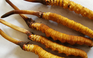 冬蟲(chóng)夏草鮮草價(jià)格多少？揭秘其背后的定價(jià)密碼