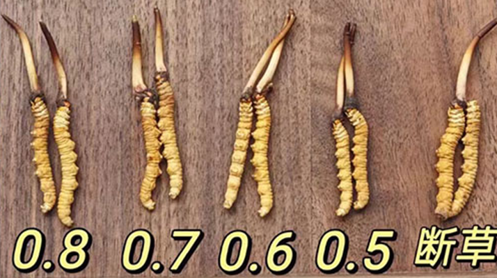 鮮冬蟲(chóng)夏草燉雞湯：一鍋匯聚健康的滋補(bǔ)珍品