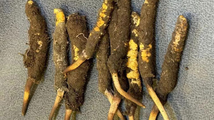 野生冬蟲夏草一斤多少錢？多維度價格解析