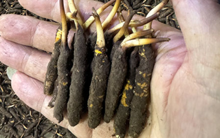3000 條蟲草一克是幾只？深入解析蟲草規(guī)格與重量關(guān)系? ? ? ?