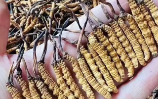 上海什么地方買冬蟲(chóng)夏草