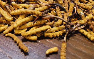斷的冬蟲(chóng)夏草有效果嗎？一文揭開(kāi)真相