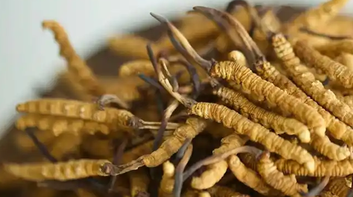 每天吃冬蟲夏草有什么好處