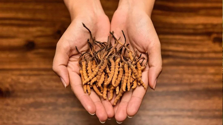 冬蟲夏草怎么食用效果好？掌握這些方法發(fā)揮最大功效
