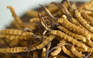 冬蟲夏草特級多少錢一克？多因素交織下的價格探秘