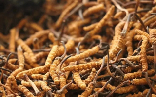 冬蟲夏草有什么好處？解密天然滋補(bǔ)品的多重健康價值
