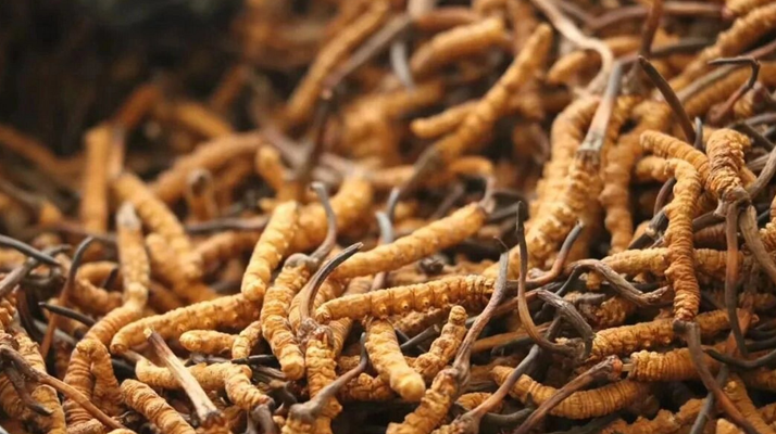 冬蟲夏草：功效神話還是真實(shí)價值？