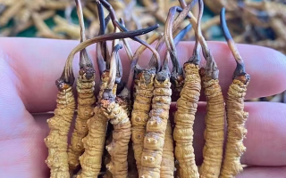 冬蟲(chóng)夏草與女性健康：那些專屬的滋養(yǎng)好處
