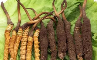 吃新鮮冬蟲(chóng)夏草后拉肚子？原因與應(yīng)對(duì)方法解析
