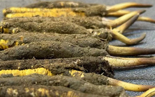 一根鮮冬蟲夏草多少錢？影響價(jià)格的核心因素解析