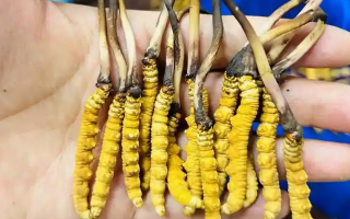 冰鮮冬蟲夏草能吃嗎？科學(xué)解讀與食用指南