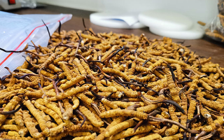 普通冬蟲夏草多少錢一斤？價(jià)格背后的品質(zhì)密碼