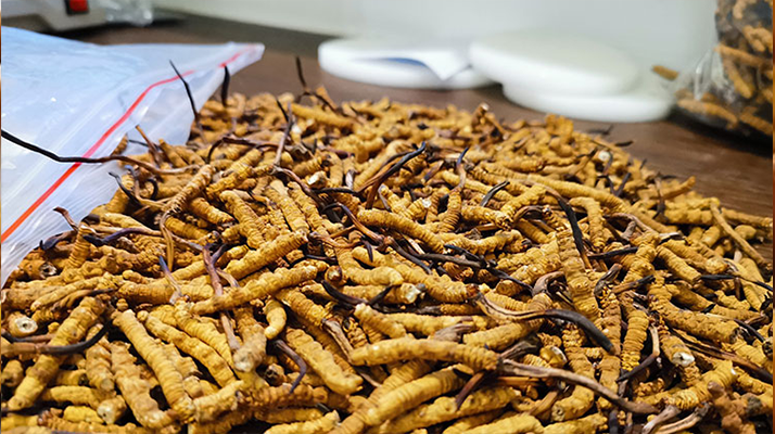 冬蟲(chóng)夏草：泡水喝還是煮一下？?jī)煞N食用方式的全面對(duì)比